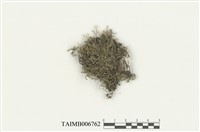 藏品(卵葉羽蘚)的圖片